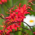Votaniki Spectacular Lucifer Crocosmia Lily Bulbs - Perennial Sword Lily, Long Lasting Beauty | Easy to Grow Lily Bulbs for Planting (30 Pack) by Votaniki