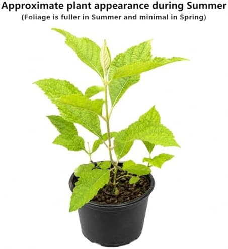 American Beautyberry Shrub/Bush - 12-14" Tall Live Plant - Gallon Pot - Image 2