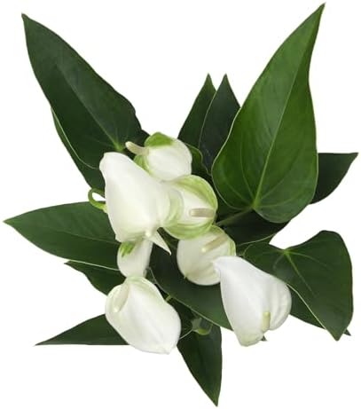 White Anthurium Live Sympathy Plant (Approx 11-14" Tall), Easy to Grow Flowering Houseplant in 4" White Decor Pot by Plants for Pets - Image 4