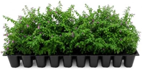 Mexican Heather Purple | 3 Live Plants | Cuphea Hyssopifolia | Drought Tolerant, Evergreen Shrub, Low Maintenance, Flowering Blooms, Full Sun, Ground Cover, Year-Round Interest, Outdoor Garden by FloridaFoliage