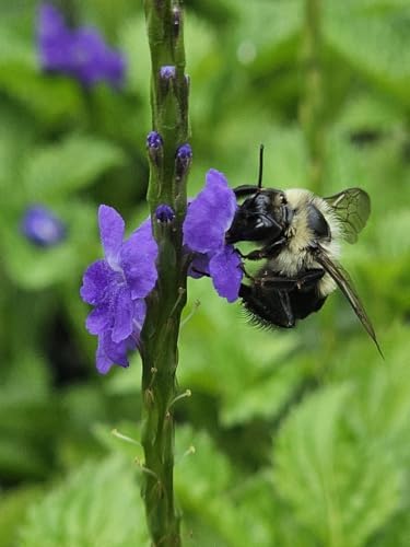 Blue Porterweed Plants | Pack of 2 (Two) | 5-9 Inch Stachytarpheta Jamaicensis | Blue Snake Weed | Fast-Growing Butterfly Magnet for Butterfly Gardens & Patios | Continuous Blooming Native Perennial - Image 6
