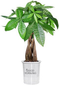 Money Tree Live Indoor Plant, Air Purifying, Easy Low Light by Unknown