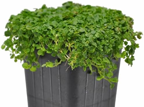 Mentha requienii, Corsican/Creeping/Rock Mint, GroundCover, Cnt Sz: 3" by WinterGreenhouse