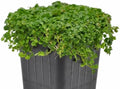 Mentha requienii, Corsican/Creeping/Rock Mint, GroundCover, Cnt Sz: 3" by WinterGreenhouse