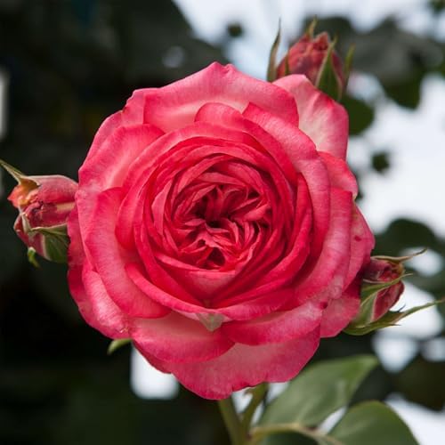 Heirloom Climbing Roses, Live Own Root Plant, Antique by HeirloomRoses