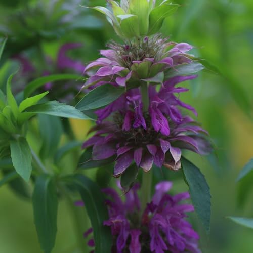 Seed Needs Lemon Mint Seeds to Plant an Herb Garden - 1 Pack - Image 2