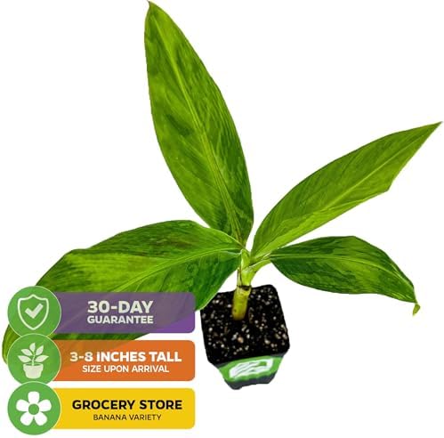 Gran Nain Banana Tree (Grand Nain) Live Plant - Musa acuminata - Wellspring Gardens - Easy to Grow Starter Plants Great for Nature Lovers & Gardeners - Outdoor Planting in Home, Garden, Patio & Yard - Image 2