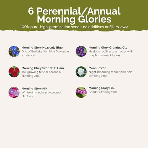 Eden Brothers Top O The Morning Flower Mixed Seeds for Planting, 1/4 lb, 120,000+ Seeds with Morning Glory, Moonflower | Attracts Pollinators, Plant in Spring or Fall, Zones 3, 4, 5, 6, 7, 8, 9, 10 - Image 3