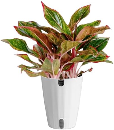 Costa Farms Chinese Evergreen, Live Indoor Plant, Easy Care, Home Decor by Unknown