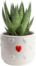 Costa Farms Succulents, Live Indoor Plant, Easy Care, Home Decor by Unknown