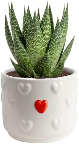 Costa Farms Succulents, Live Indoor Plant, Easy Care, Home Decor by Unknown