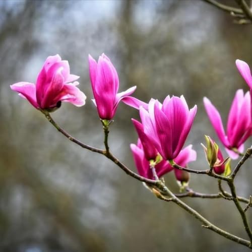 Jane Magnolia Shrub/Tree - 18-26" Tall Live Plant - 3 Gallon Pot - Image 4