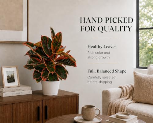Large Ficus Ruby Live Plant, Indoor Plant, Live Houseplants, Ficus Plant for Home Decor, Colorful Indoor House Plant - Image 4