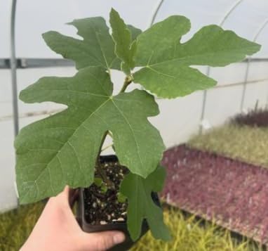 Ficus carica ‘Little Ruby’ Dwarf Fig Tree – Compact Hardy Fig – Sweet Amber Mauve Fruit – Strawberry Pink Center – Great for Containers & Bonsai - Image 7