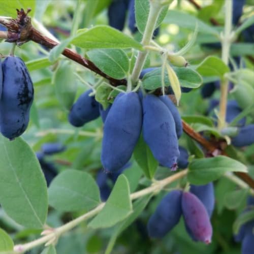 Berry Blue (Czech 17) Honeyberry (Haskap) Shrub - 6-12" Tall Live Plant - Image 4