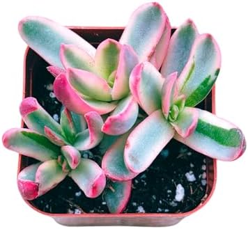 Succulents Plants Live 2inch Live Mini Succulent Plants, Easy Care House Plants Rooted in Succulent Soil Mix, By The Succulent Cult (Crassula 'Candy Cane', 2 Inch) - Image 2