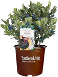 Southern Living 2 Gal. Blueberry Hello Darlin Shrub by Unknown