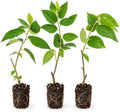 4 Red Jamaican Cherry Tree - Strawberry Tree Starter Live Plant (4 Pack) by Unknown