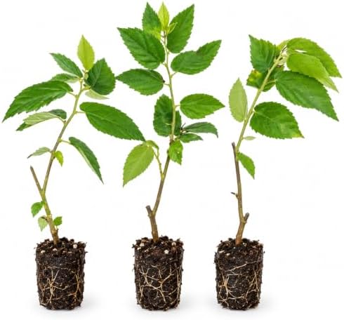 4 Red Jamaican Cherry Tree - Strawberry Tree Starter Live Plant (4 Pack) by Unknown