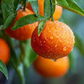 Honey Tangerine (Murcott Mandarin) Tree - 2-5 Inch Tall Live Plant - Potted Indoor/Outdoor Orange Tangor Fruit Seedling - Citrus reticulata 'Murcott' by Unknown