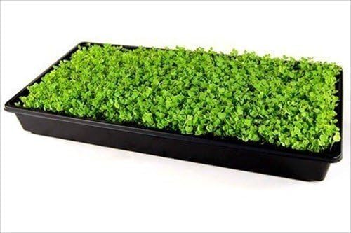 Living Whole Foods 20 Pack of Durable Black Plastic Growing Trays (Without Drain Holes) 21" X 11" X 2" - Flowers, Seedlings, Plants, Wheatgrass, Microgreens & More - Image 6