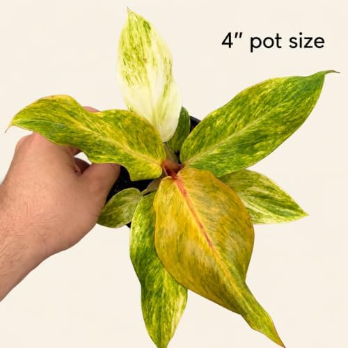 Philodendron Orange Marmalade Live Plant - Variegated Indoor Houseplant - Image 2