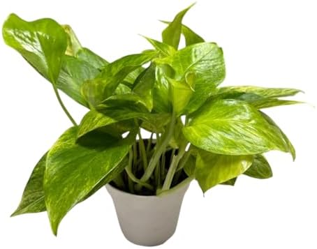 Pothos Live Indoor Plant, 4 inch Pot, Variegated White and Green Leaves - Easy to Care for - Perfect for Indoor and Outdoor Home Decor, Office, and Gift (Neon Queen Pothos) - Image 4