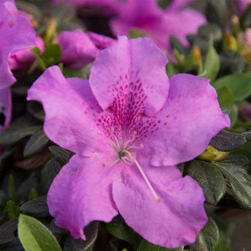 2g Azalea Encore Autumn Lilac Shrub - Image 3