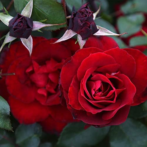 Heirloom Shrub Roses, Live Own Root Plant, Black Ice™ - Image 3