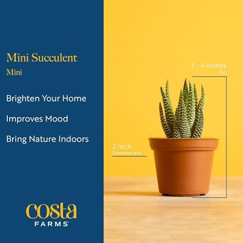 Costa Farms Mini Succulents, Live Indoor Plant, Easy Care, Home Decor - Image 4