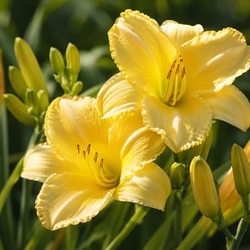 6 Yellow Daylily Plant Bare Roots Fans, Long-Lasting Daylilies, Fast Growing Perennial Flowers for Borders, Containers, and Landscaping - Image 3