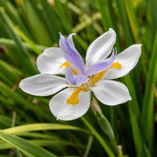 African Iris White - 20 Live Plants - Dietes Iridioides - Drought Tolerant Groundcover Grass - Image 3