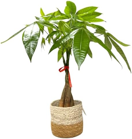 Money Tree Live Plant | 14-22 Inches Tall Bonsai | Easy to Grow Indoor Houseplant | Home, Office, or Room Decor | Birthday, Housewarming Gift (Brown Jute) - Image 2