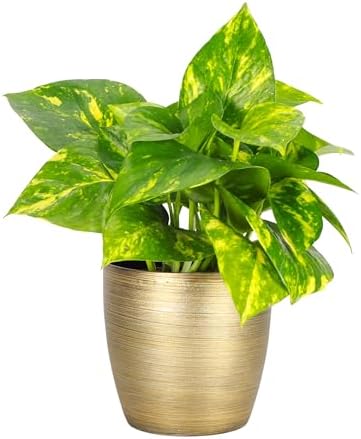 Live Golden Pothos, Indoor Vining Plant, Easy to Grow, 4" Pot by ThorsensGreenhouse