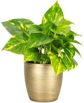 Live Golden Pothos, Indoor Vining Plant, Easy to Grow, 4" Pot by ThorsensGreenhouse