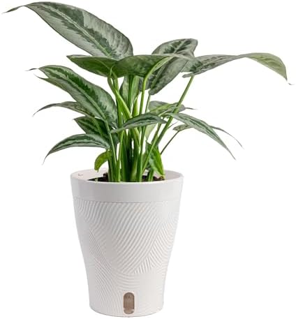 Costa Farms Silver Indukan, Live Indoor Plant, Easy Care, Home Decor by Unknown
