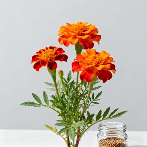 1000+ Marigold Seeds for Planting, Mixed Color Marigold Seeds Heirloom Garden Flower, Flower to Plant Open Pollinated Annual Flowers for Vibrant Annual Blooms Pots Outdoor Garden - Image 3