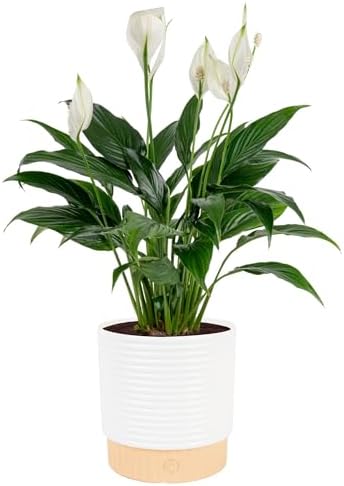 Costa Farms Peace Lily, Live Indoor Plant, Air Purifying, Flowers, 6-in Pot by Unknown