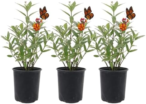 American Plant Exchange Milkweed Tropical Plants – 6-Inch Pot 3-Pack – Live Tropical Red & Yellow Flowering Butterfly Weed, Monarch Host Plant for Pollinators, Bees & Outdoor Gardens by AmericanPlantExchange