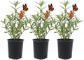 American Plant Exchange Milkweed Tropical Plants – 6-Inch Pot 3-Pack – Live Tropical Red & Yellow Flowering Butterfly Weed, Monarch Host Plant for Pollinators, Bees & Outdoor Gardens by AmericanPlantExchange
