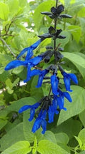 Black and Blue Salvia Guaranitica – Live Perennial Plant 3" Pot – Hummingbirds by Japanese+Maples+and+Evergreens
