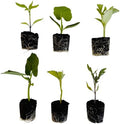 Veggie Seedlings: Ready-to-Plant Seedlings, Starts, Plugs, Garden-Ready, Live Plants, Transplants, Pre-sprouted, for Soil Gardens (12 seedlings) by CercaCultivation