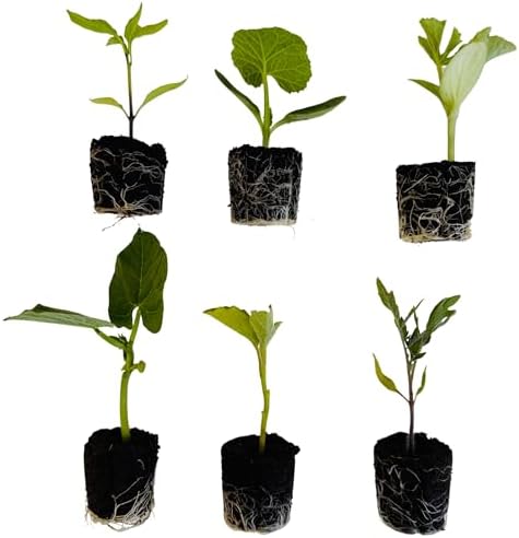 Veggie Seedlings: Ready-to-Plant Seedlings, Starts, Plugs, Garden-Ready, Live Plants, Transplants, Pre-sprouted, for Soil Gardens (12 seedlings) by CercaCultivation