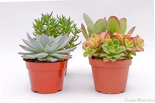 Large Colorful Outdoor Succulents - Assorted 4 Inch - Live Outdoor Succulent Plants - Large Fully Rooted Live Succulents (4) - Image 3