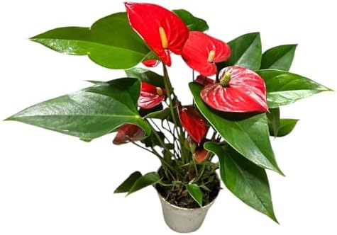 Red Anthurium (12"-14" Tall) Unique and Gorgeous Live Indoor Plant, Easy Care and Easy to Grow, Bloom Plant, 4 inch Pot - Image 3