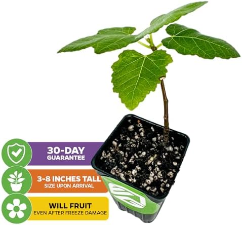 Brown Turkey Fig - Ficus carica by Wellspring Gardens - Sweet Bronze Fruit - Mediterranean Garden - Resilient Fruit Tree - Self-Pollinating Fig Tree - Ornamental Fruit Tree (2-Pack) - Image 2