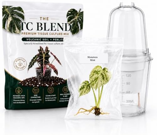 Monstera Mint, Complete Tissue Culture Kit – Rare Variegated Live Monstera Plant by Unknown