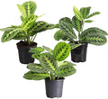 Live Lemon Lime Prayer Plant, Pet Friendly, Easy to Grow, 4" Pot by ThorsensGreenhouse