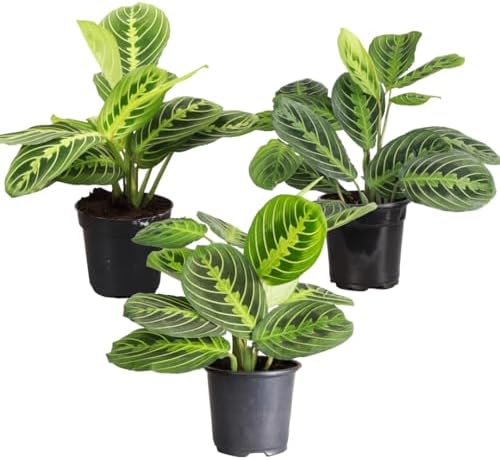 Live Lemon Lime Prayer Plant, Pet Friendly, Easy to Grow, 4" Pot by ThorsensGreenhouse