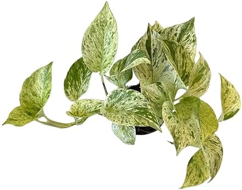 Pothos Live Indoor Plant, 4 inch Pot, Variegated White and Green Leaves - Easy to Care for - Perfect for Indoor and Outdoor Home Decor, Office, and Gift (Snow Queen Pothos) by hopewindplants